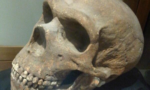 Húsz éven belül újraéleszthetik a neandervölgyieket?