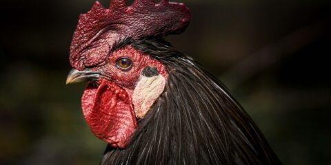 Megbüntetnének egy nőt a kakasa miatt Megbüntetnének egy nőt a kakasa miatt