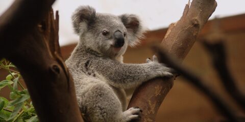 A koalák a genetikai felépülés váratlan jeleit mutatják A koalák a genetikai felépülés váratlan jeleit mutatják