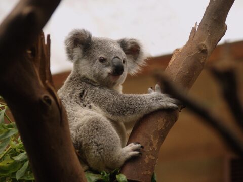 A koalák a genetikai felépülés váratlan jeleit mutatják