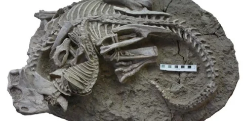 A fiatal dinoszauruszok gyomortartalma meglepte a tudósokat A fiatal dinoszauruszok gyomortartalma meglepte a tudósokat
