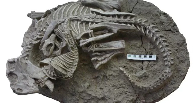 A fiatal dinoszauruszok gyomortartalma meglepte a tudósokat