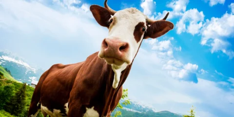 A tehenek szeretik, ha megölelik őket A tehenek szeretik, ha megölelik őket