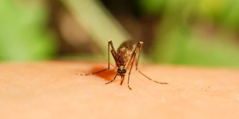 Megjelent a chikungunya-láz Heves megyében Megjelent a chikungunya-láz Heves megyében