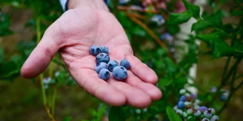 A tudósok bebizonyították az összefüggést az agy és a hüvelykujjak között A tudósok bebizonyították az összefüggést az agy és a hüvelykujjak között