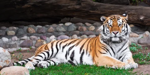 Egy tigris darabokra tépett egy pásztort Egy tigris darabokra tépett egy pásztort