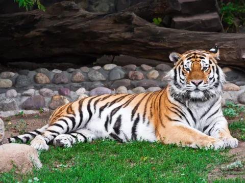 Egy tigris darabokra tépett egy pásztort
