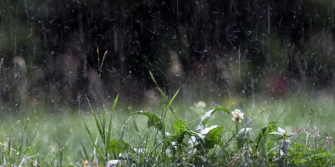 Honnan jön az eső utáni illat? Honnan jön az eső utáni illat?