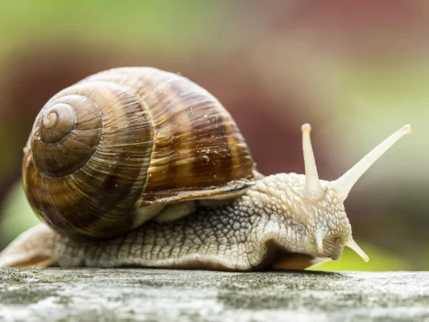 Egy biológus elmagyarázta, mi vonzza a csigákat a kertbe