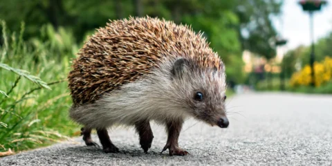 Ennél ma nem látsz cukibbat