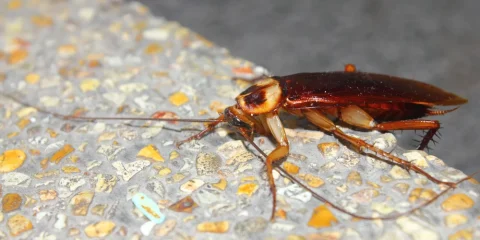 Hogyan élték túl a csótányok a dinoszauruszokat? Hogyan élték túl a csótányok a dinoszauruszokat?