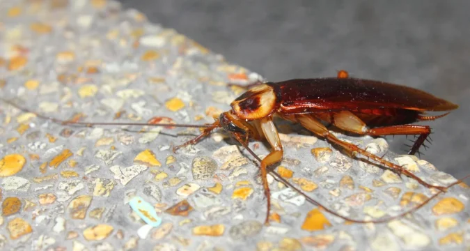 Hogyan élték túl a csótányok a dinoszauruszokat?