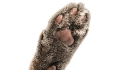 Új vadmacskafajt fedeztek fel Új vadmacskafajt fedeztek fel