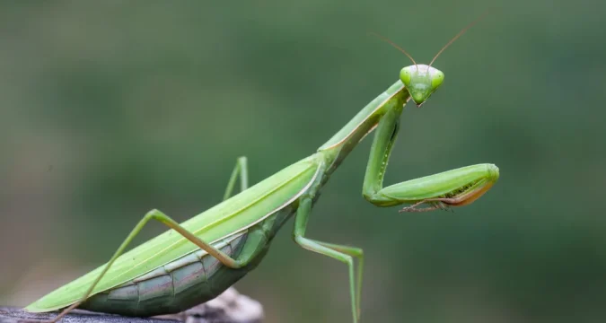 Mi a teendő, ha imádkozó sáskával találkozik?