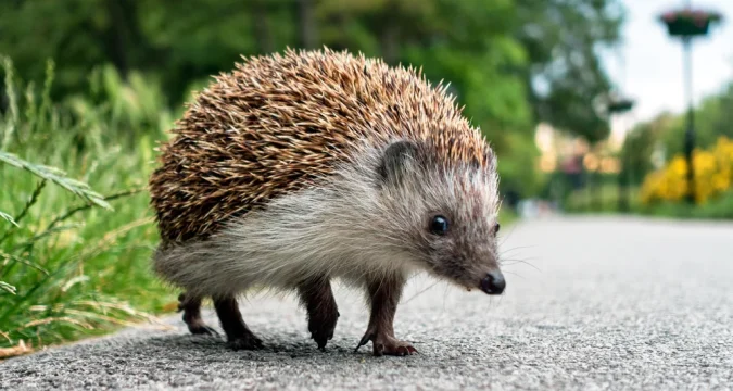 Azonosították a sündisznók által hordozott halálos fertőzéseket