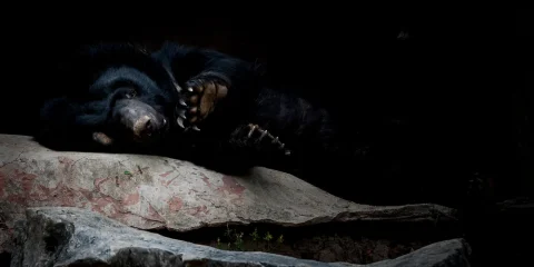 Honnan tudják a medvék, hogy itt az ideje aludni?