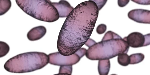 Milyen tünetekkel jár a pestis? Milyen tünetekkel jár a pestis?
