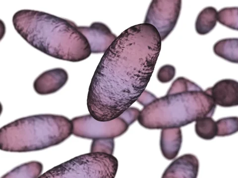 Milyen tünetekkel jár a pestis?