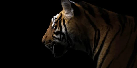 Tigris ölt meg egy férfit egy állatkertben Tigris ölt meg egy férfit egy állatkertben