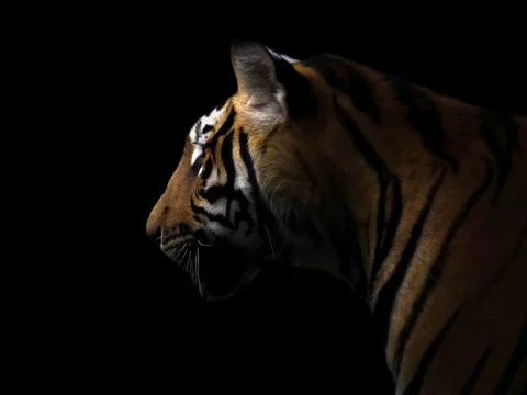 Tigris ölt meg egy férfit egy állatkertben